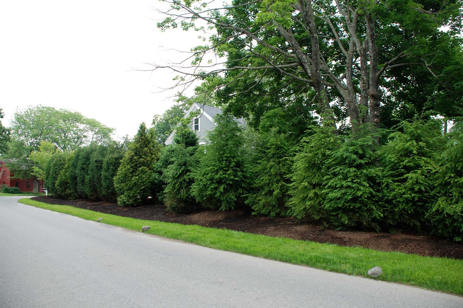 Wayland Farmhouse evergreen screening along roadside property edge
