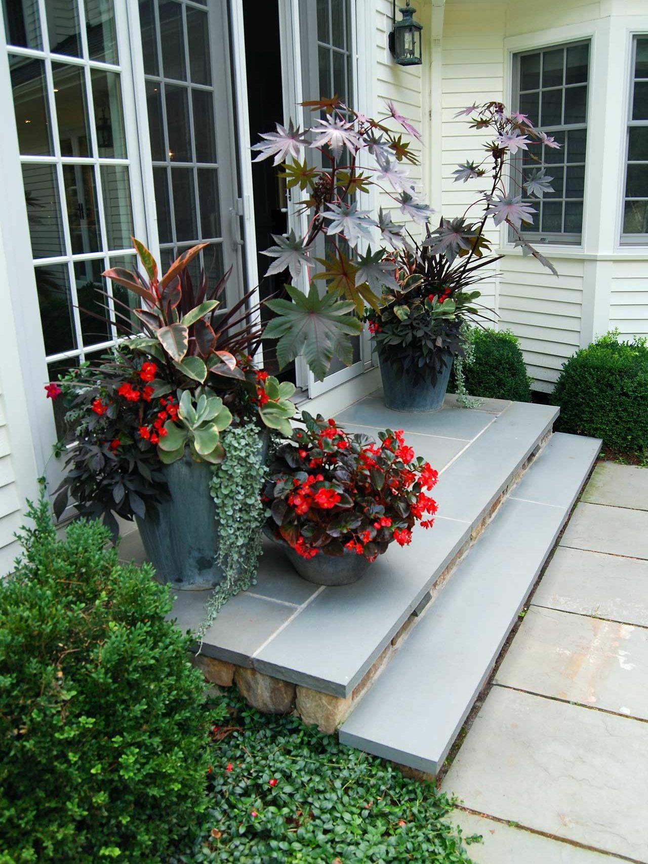 Wellesley Hills, MA - Tropical plants love New England summers and are quite happy in these planters set just outside a back door.