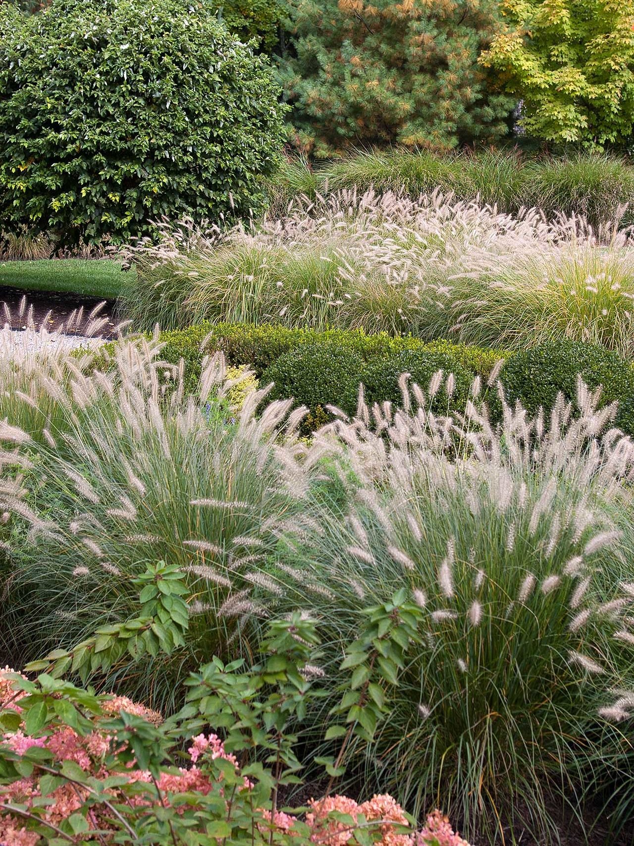 Weston, MA - Ornamental grasses bring soft texture and movement to this Weston garden, creating a natural transition between the planting beds, lawn, and surrounding landscape.
