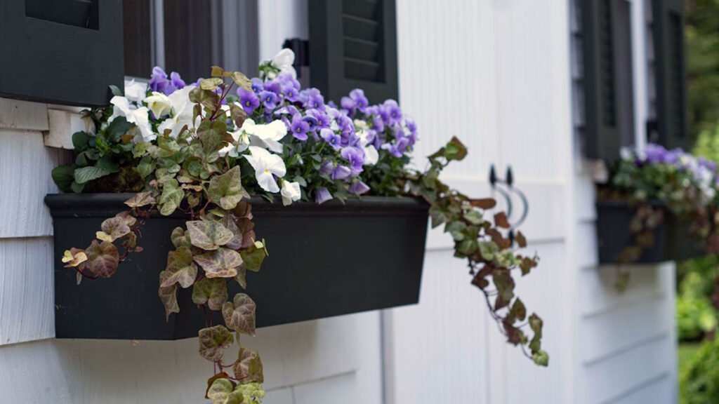 Black metal window boxes with purple and white pansies and cascading ivy, enhancing a classic New England home with fresh spring color and texture.