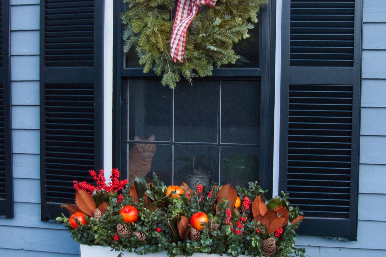 White wood holiday window box with evergreen boughs, red berries, apples, and pine accents, adding classic winter charm to a Brookline, MA New England home.