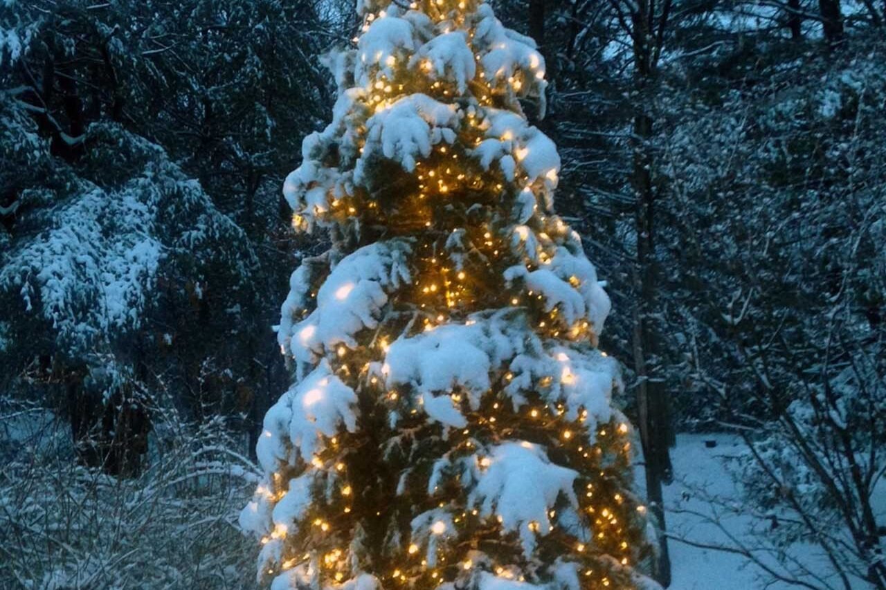 Snow-covered evergreen tree illuminated with warm white holiday lights in a wooded Weston, Massachusetts landscape.