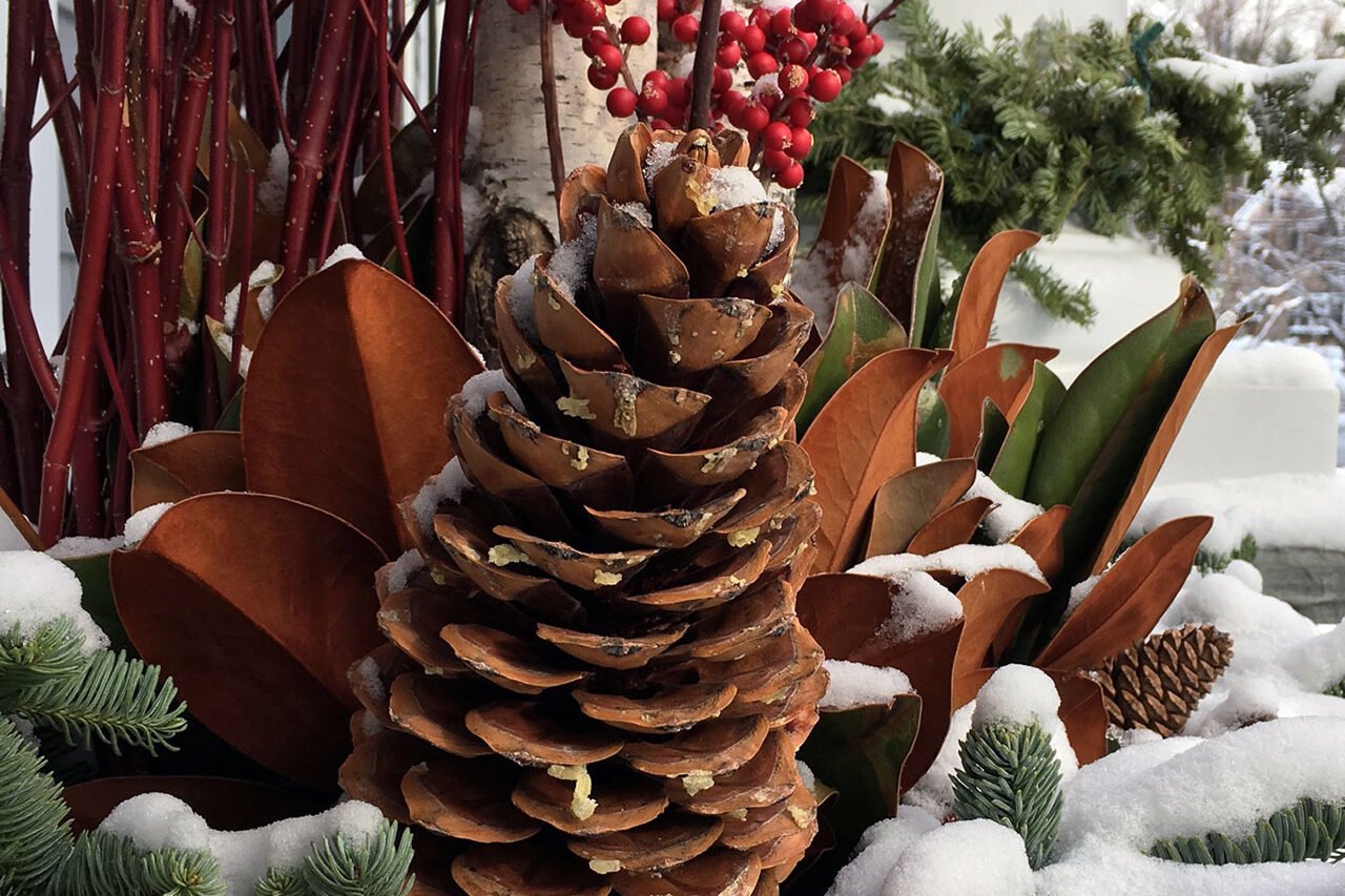A natural winter planter at a Wellesley front entry combines evergreen branches, pinecones, and bright berries for a festive seasonal display.