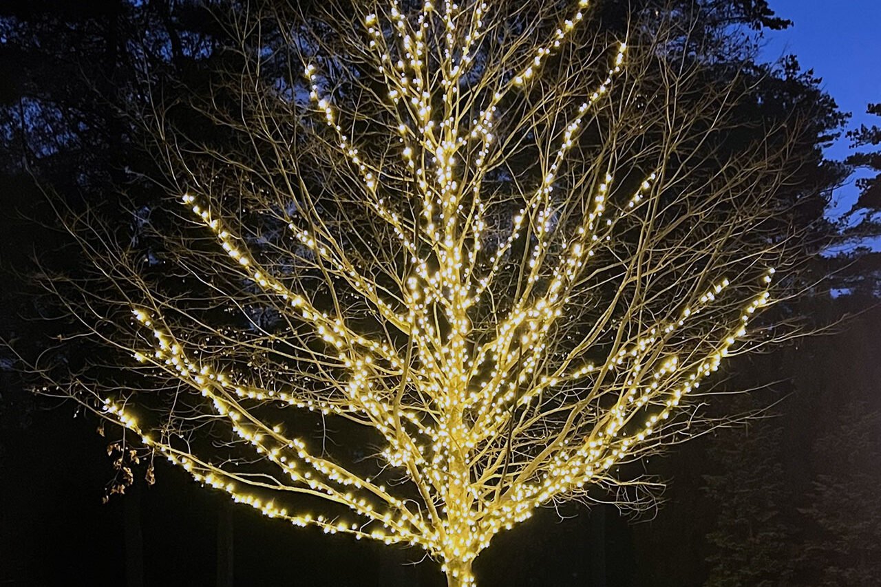 Warm white lights trace the branches of a sculptural tree in a Weston driveway island, creating an elegant winter focal point against the deep blue evening sky.